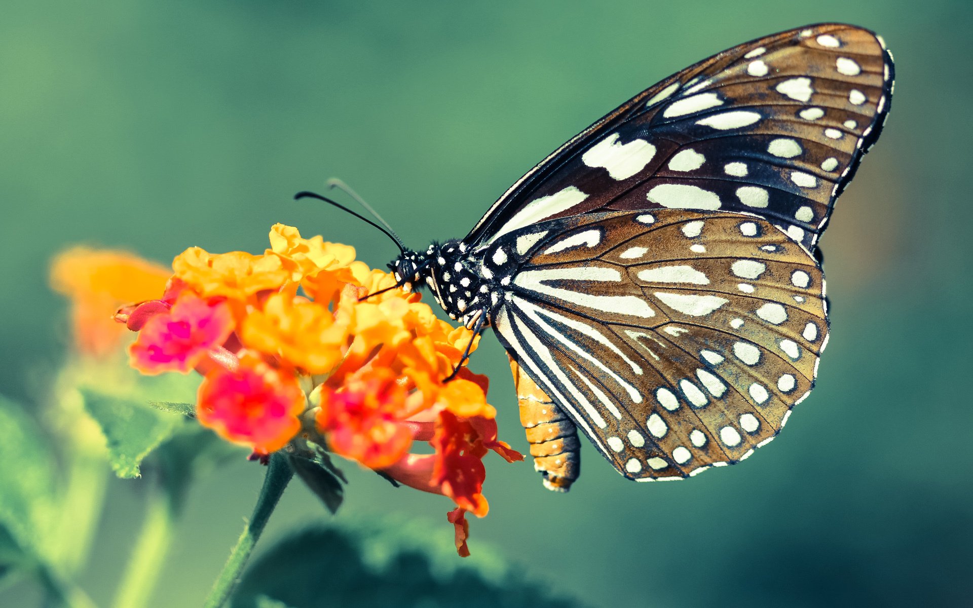 舞台越广阔，光芒越耀眼，辽宁队强势晋级，武切维奇展现巨星本色
